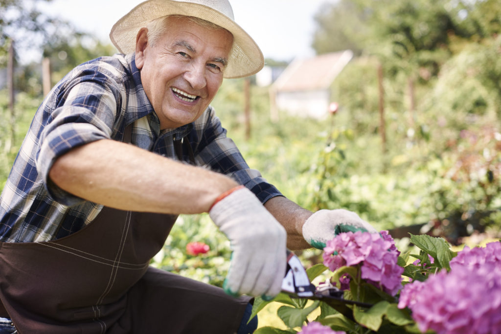 smiling older man trimming pink hydrangeas in garden