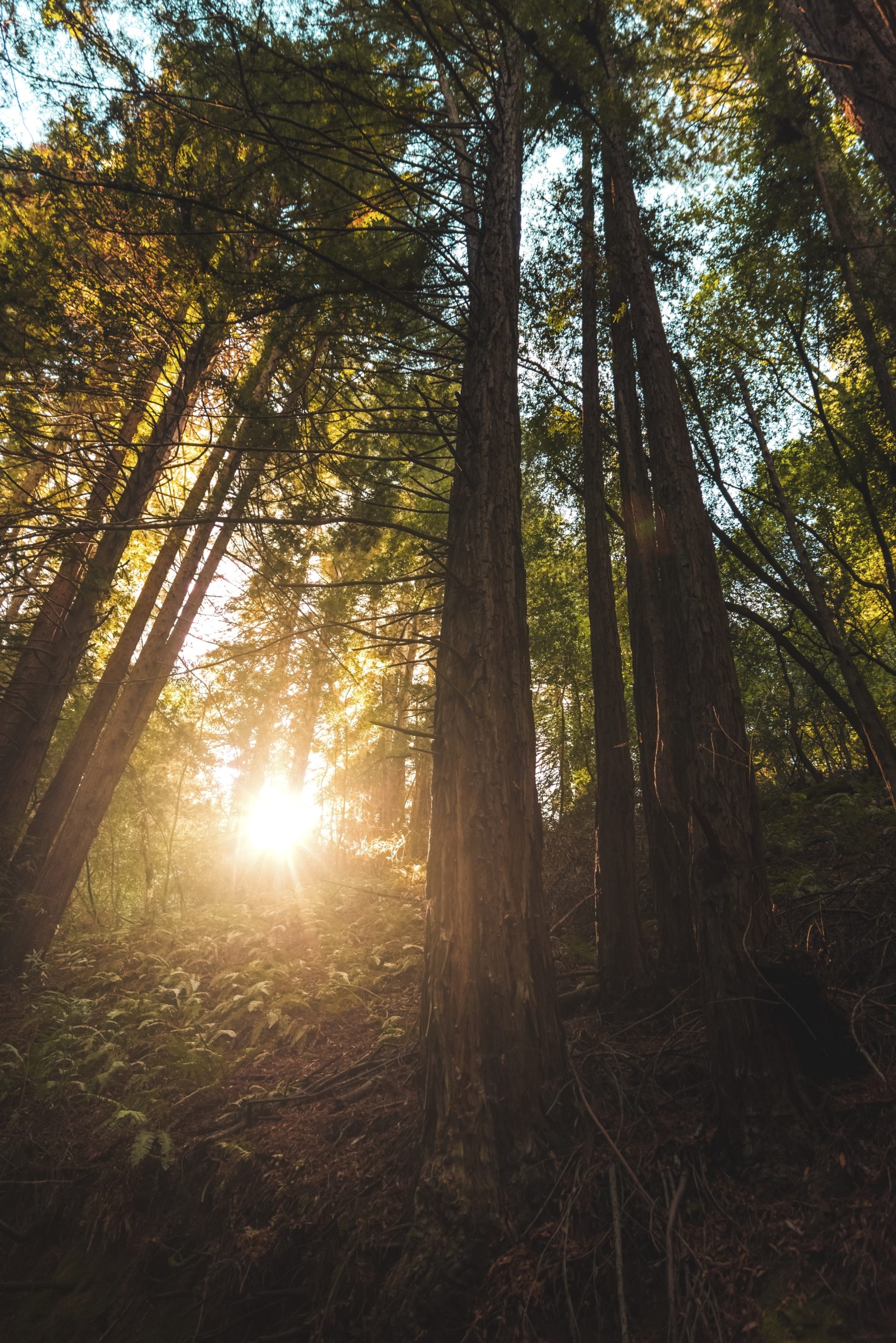 sunlight-streaming-through-redwood-trees