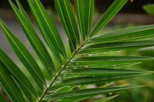 palm leaf water drops palm sunday