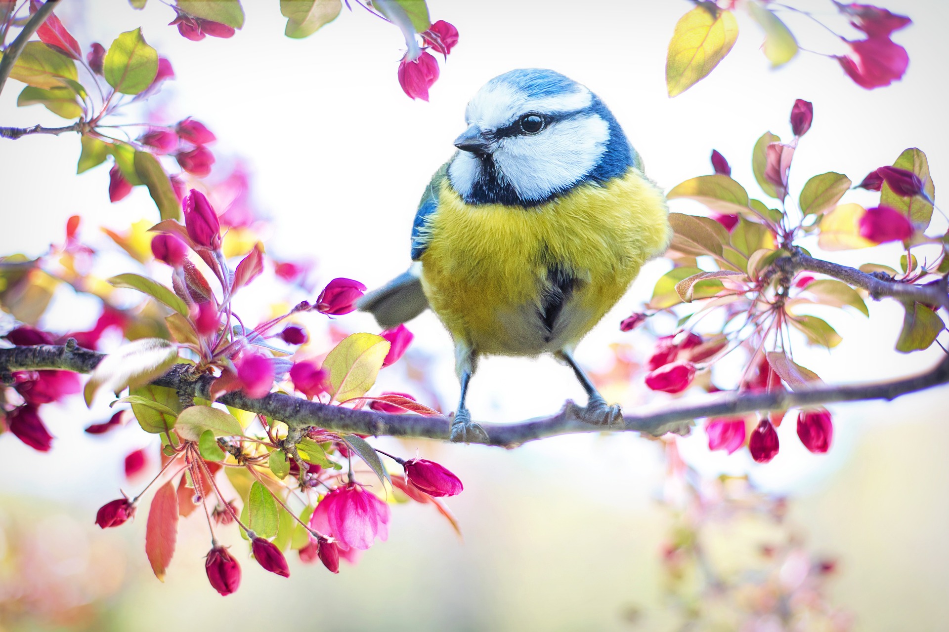 Spring bird on floral branch