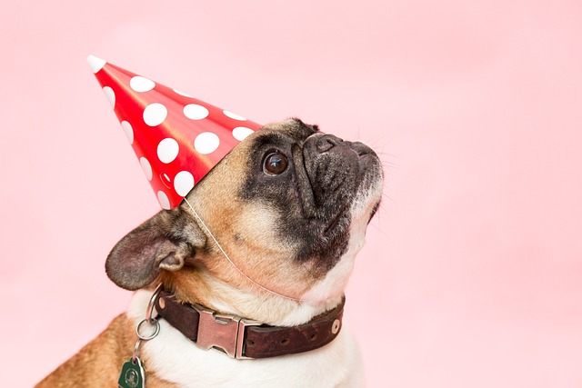 dog-party-pixabay-dog