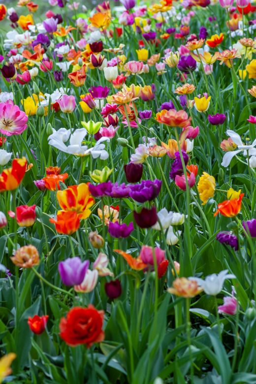 Field of colorful Spring flowers by Yoksel on Unsplash